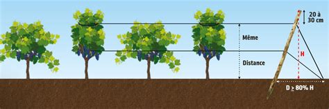 Schéma de palissage d'une vigne