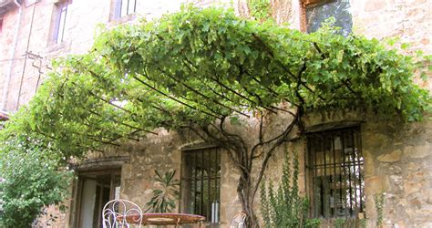 Vigne Muscat grimpante sur une façade
