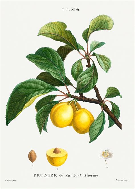 Illustration d'un prunier 'Sainte Catherine' en pleine floraison