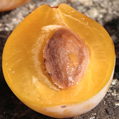Image d'une coupe de prune 'Sainte Catherine' montrant sa chair juteuse