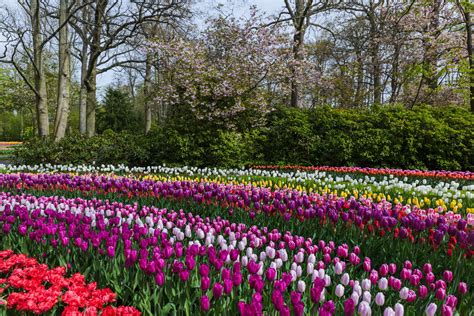 Variétés de tulipes et leurs couleurs