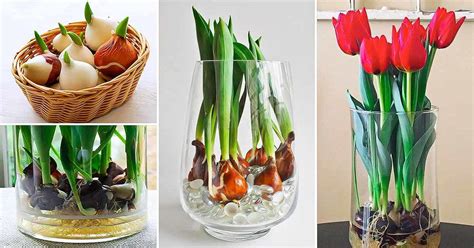 Bulbes de tulipe forcés dans l'eau