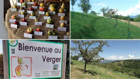 Verger conservatoire avec des arbres fruitiers anciens et des explications sur les variétés