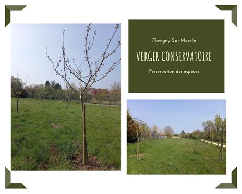 Schéma illustrant la structure du verger conservatoire et de la pépinière