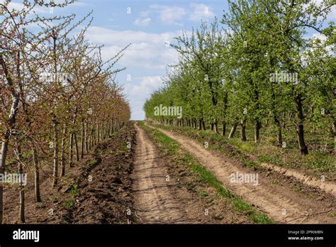 Arbres fruitiers plantés récemment sur l'île Saint-Honorat