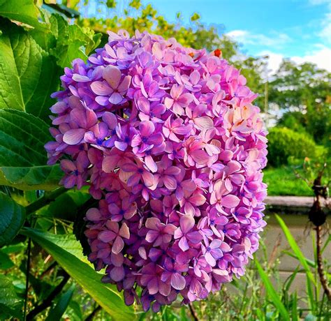Hortensias aux couleurs variées