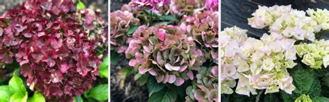 Collection d'hortensias Rembrandt®