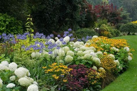 Hortensia planté dans un massif