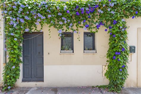 Plantes grimpantes sur une façade de bâtiment