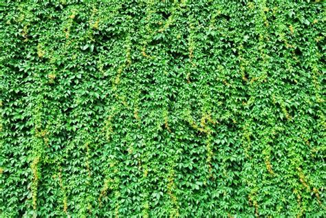 Mur couvert de lierre 'Erecta'