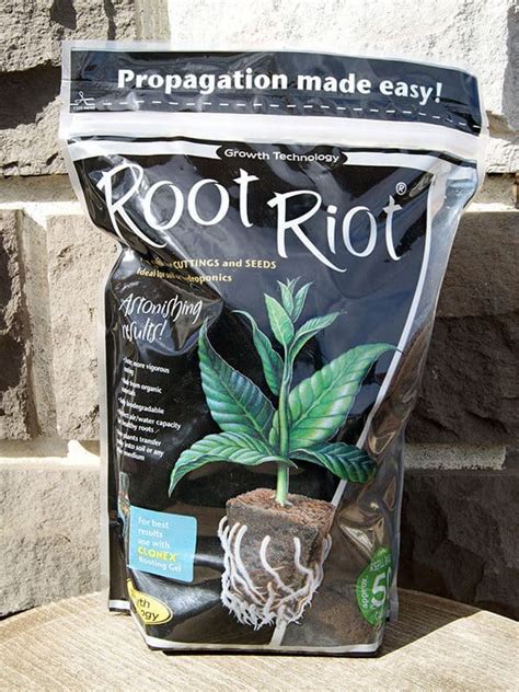 Cultivateur examinant les racines dans un cube Root Riot