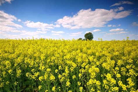 Champ de moutarde en fleur comme couvert végétal