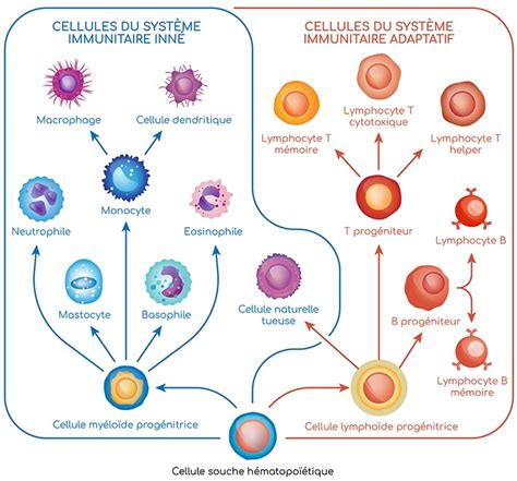 Système immunitaire et agents pathogènes