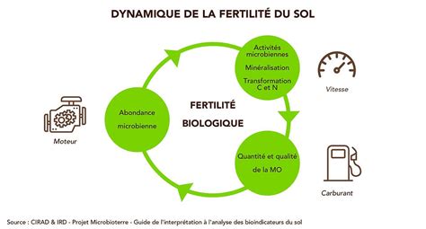 Schéma illustrant la boucle de fertilité naturelle du sol en MSV