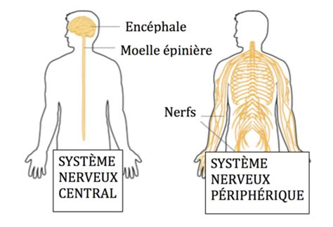 Système nerveux central et périphérique