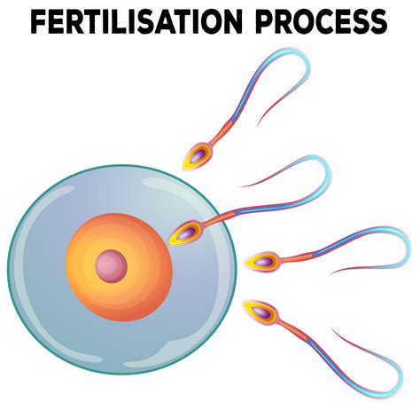 monitoring de la fertilisation