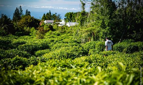 Image d'un champ de thé à la Réunion