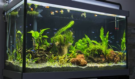 algues dans un aquarium