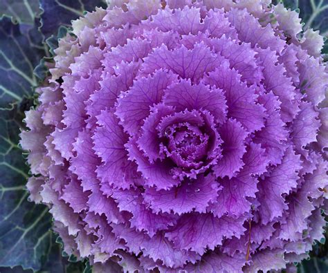 chou ornemental