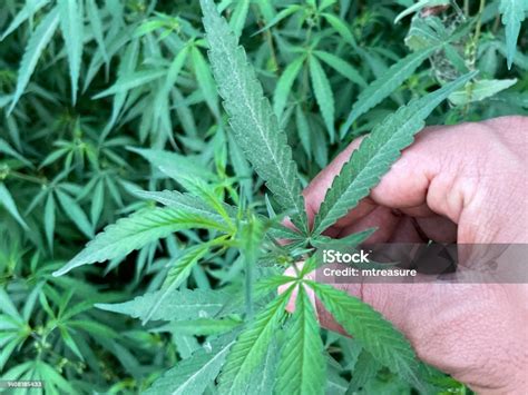 personne cueillant des plantes sauvages
