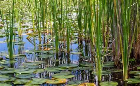 plantes aquatiques filtrantes