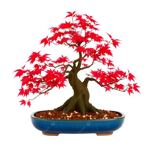 Bonsaï d'érable japonais avec des feuilles rouges et un tronc noueux