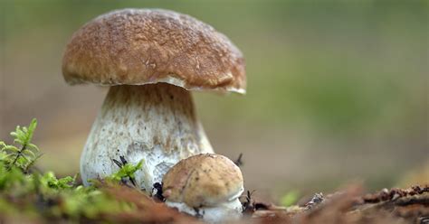 Illustration montrant différentes espèces de cèpes dans leurs habitats naturels