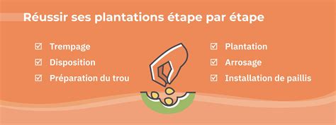 Infographie illustrant les étapes de plantation d'une Alstroemeria