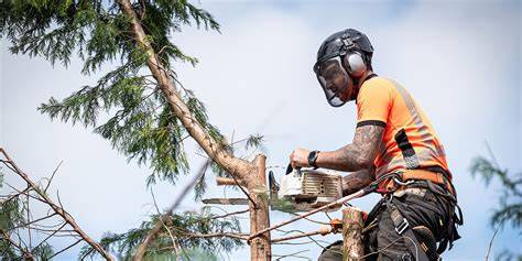Équipe de paysagistes travaillant à l'élagage d'un arbre avec nacelle