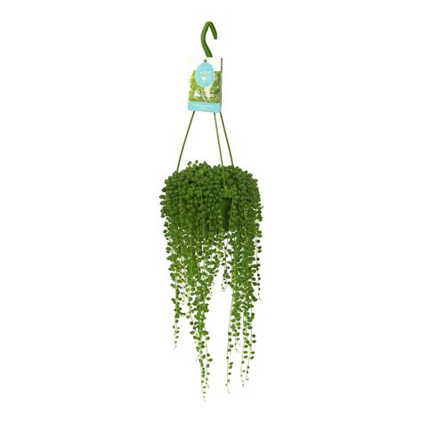 Senecio rowleyanus en pot suspendu