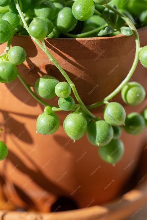 Feuilles en forme de perles du Senecio rowleyanus