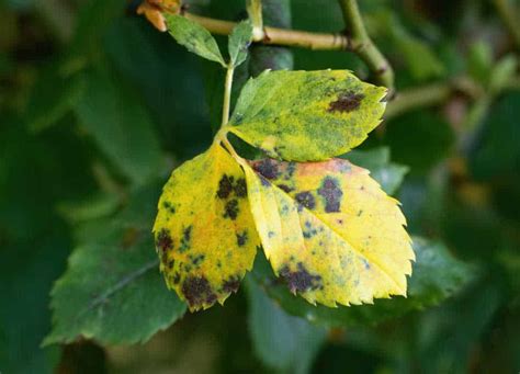 Taches sur les feuilles de plantes d'intérieur