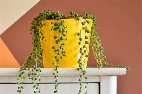 Décoration d'intérieur avec un Senecio rowleyanus