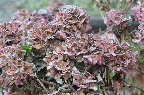 Hortensia en hiver