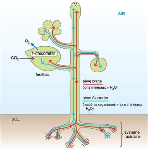 Schéma du transport de la sève dans un arbre