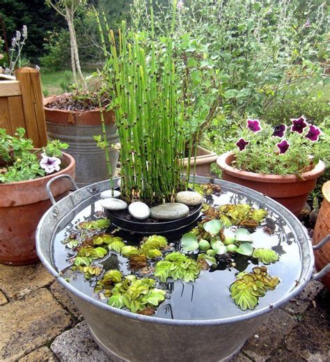 Bonsaï trempé dans une bassine d'eau