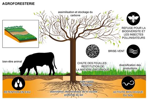 Illustration de l'intégration des arbres et des cultures dans un système agroforestier