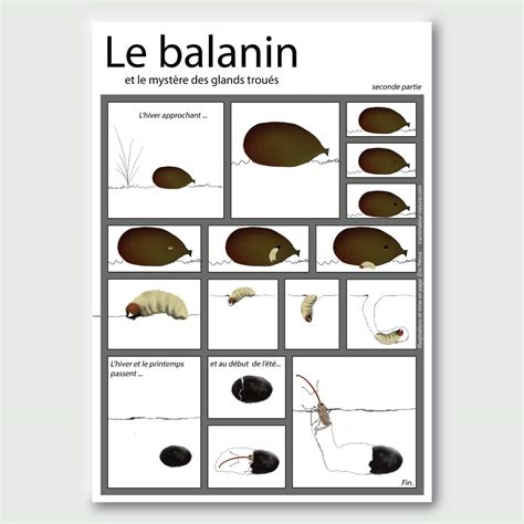 Illustration d'une noisette attaquée par le balanin