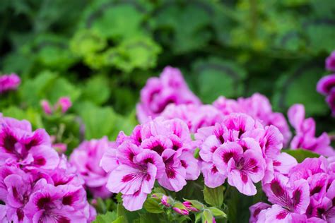 Pélargonium en fleur