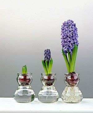 Jacinthes de différentes couleurs dans un vase à bulbe