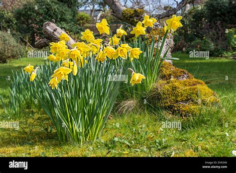 Champ de jonquilles dans un sous-bois printanier