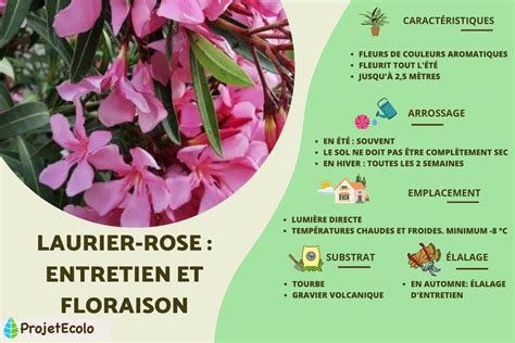 Diagramme des parties du laurier-rose : feuilles, fleurs, fruits