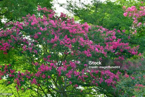 Lagerstroemia en pleine floraison