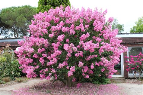 Racines de Lagerstroemia en formation dans l'eau