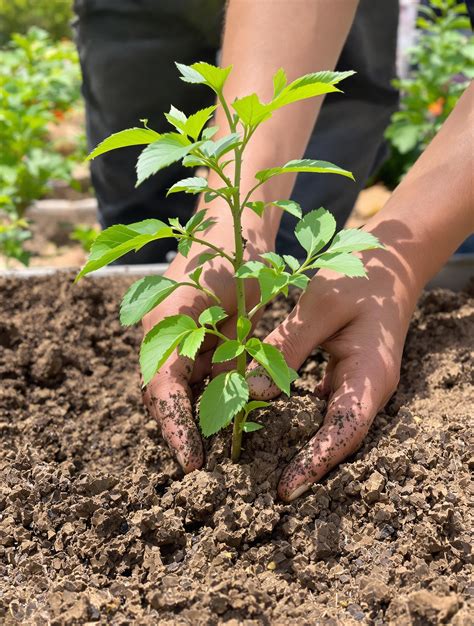 Jeune Lagerstroemia planté en pleine terre