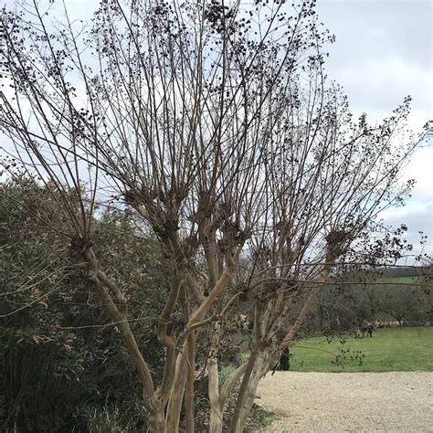 Schéma des différentes coupes de taille du Lagerstroemia