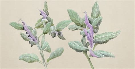 Illustration botanique de la plante Salvia hispanica montrant ses fleurs mauves et ses feuilles opposées