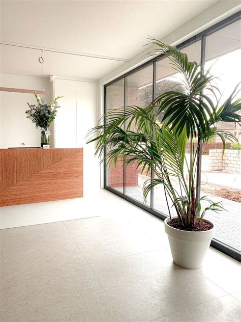 Un palmier Kentia imposant dans un salon