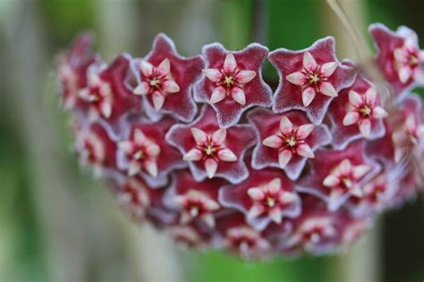 Fleur de Hoya carnosa aux teintes rosées