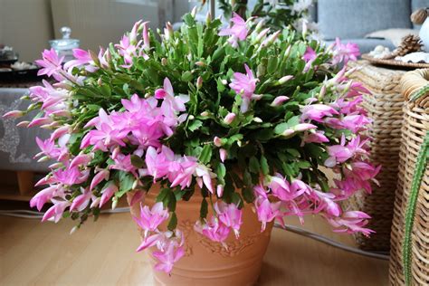 Cactus de Noël (Schlumbergera) avec ses fleurs roses